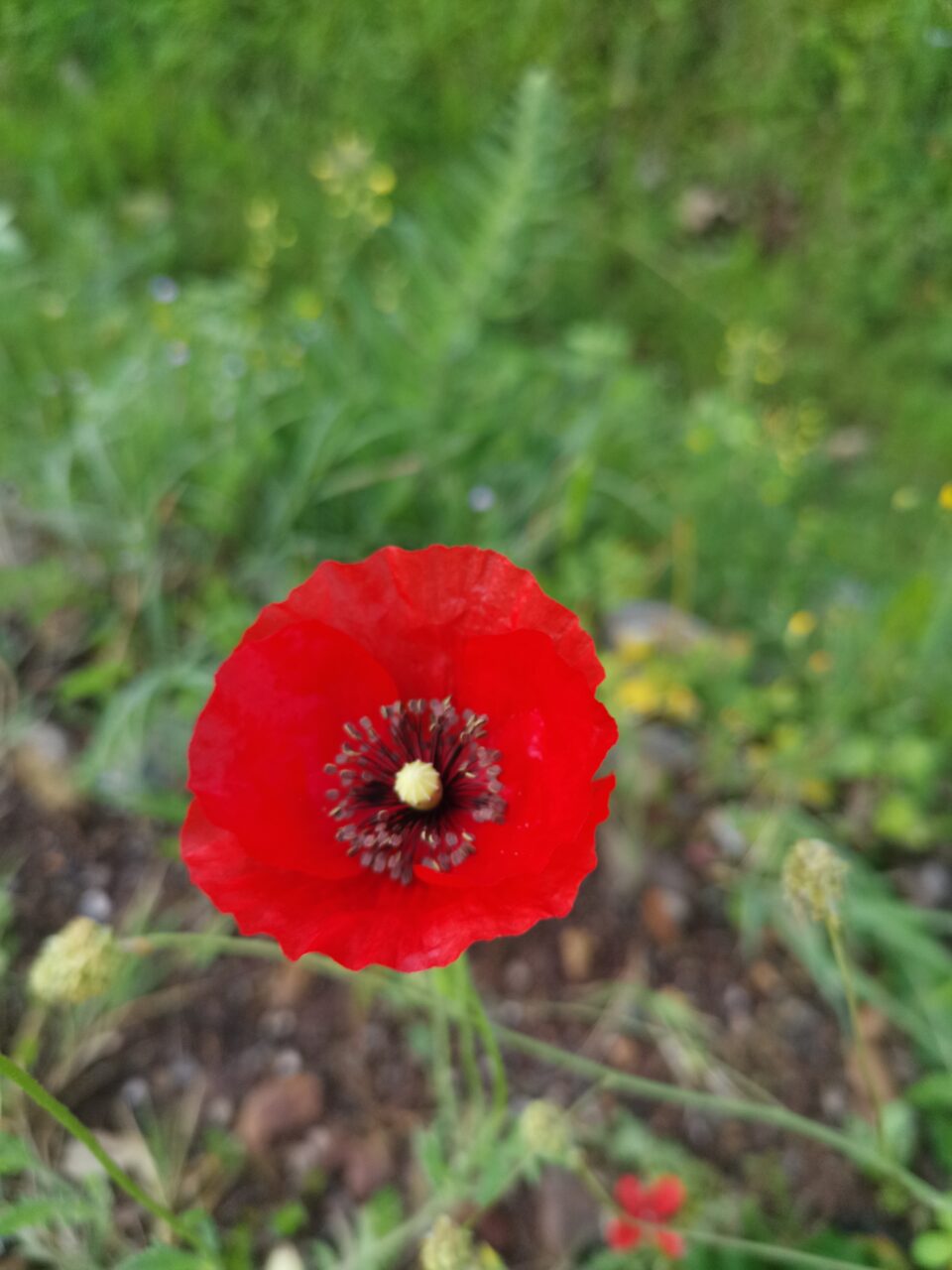 Img 20240511 072810.jpg