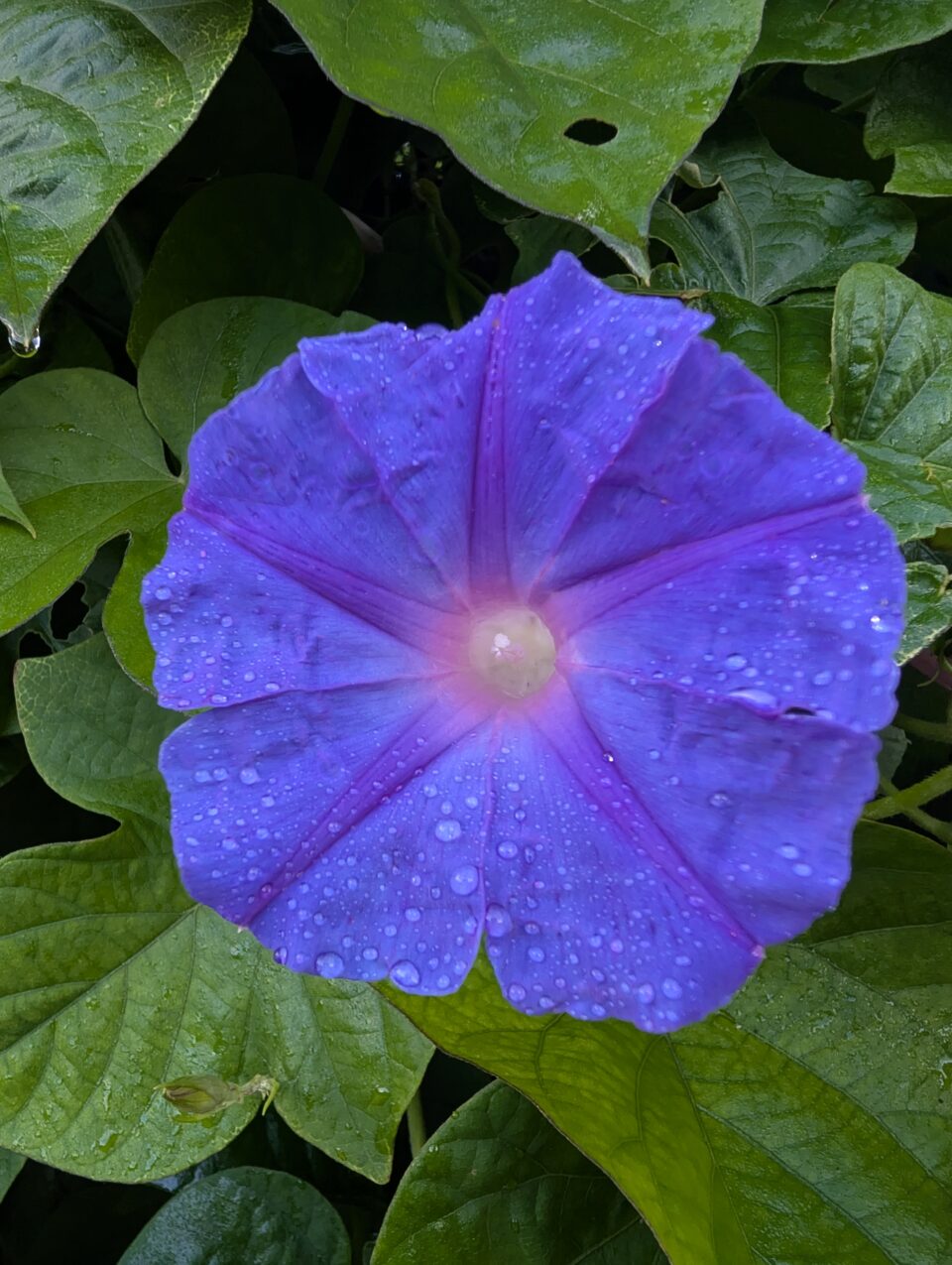 Pxl 20241005 063842398.raw 01.cover