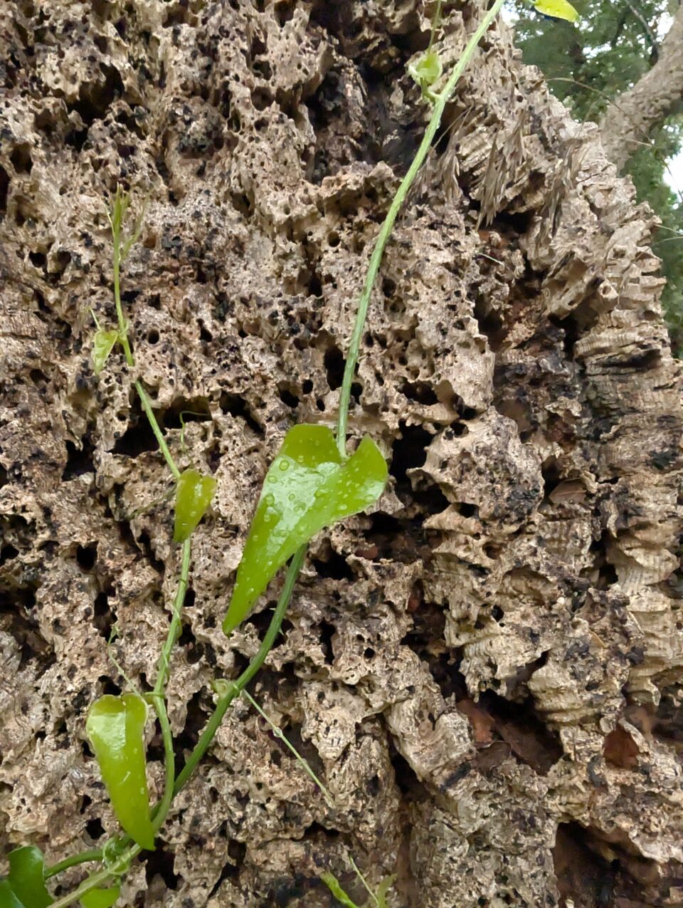 Pxl 20241009 054635706.raw 01.cover