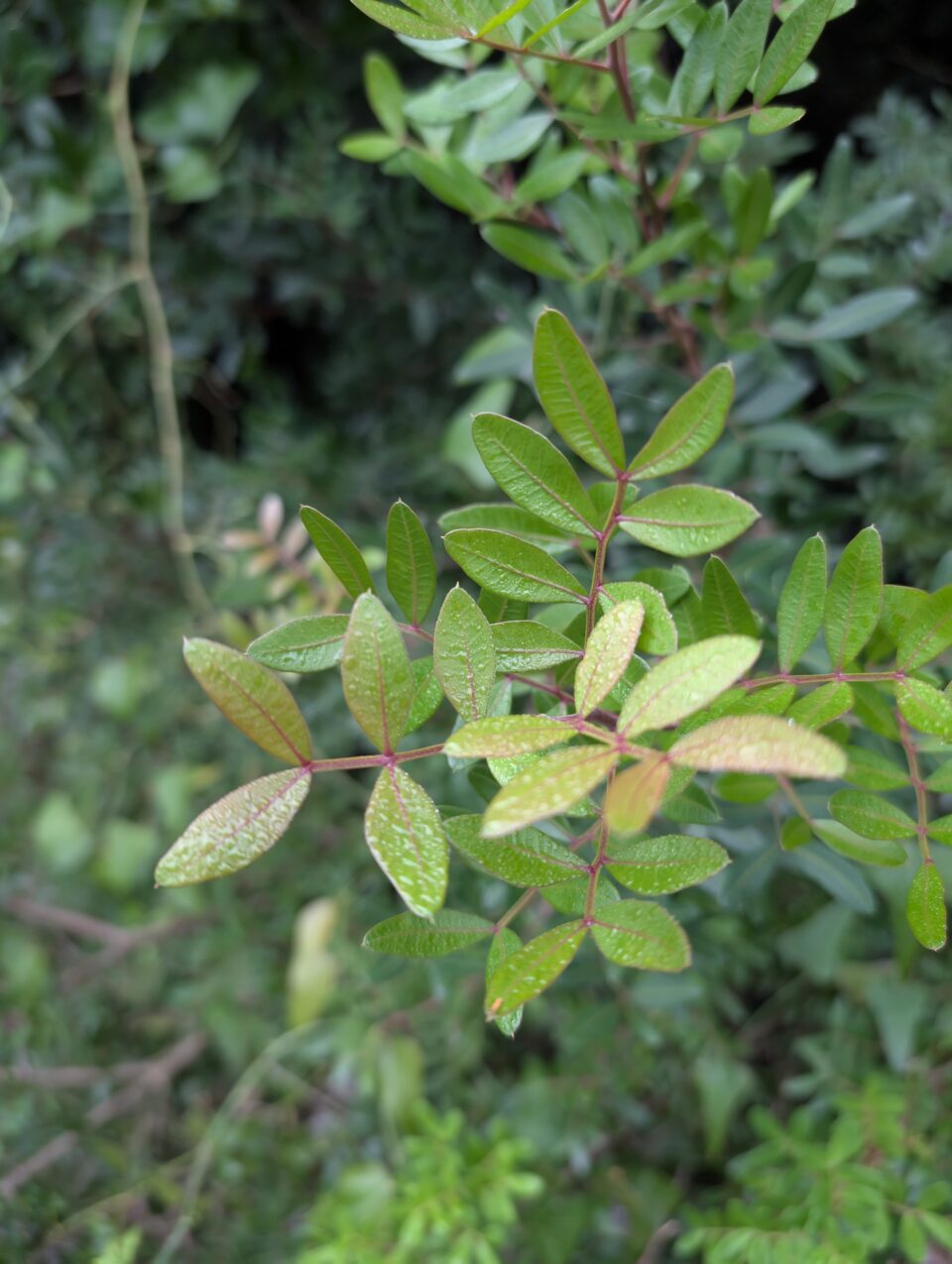 Pxl 20241010 054136002.raw 01.cover